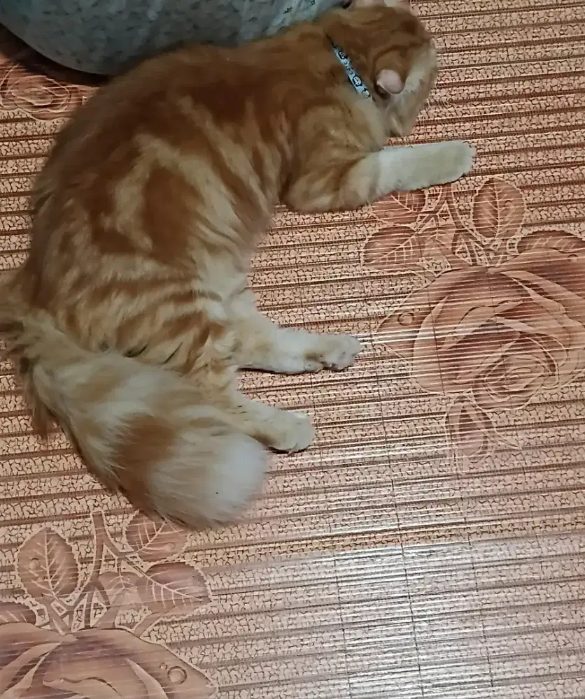 Open adob kucing persia orange marble