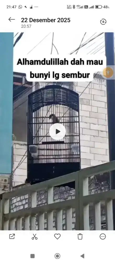Burung cendet sembur