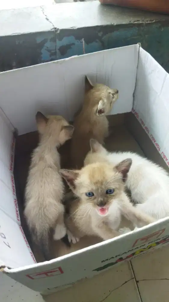 Kitten Siam himalaya