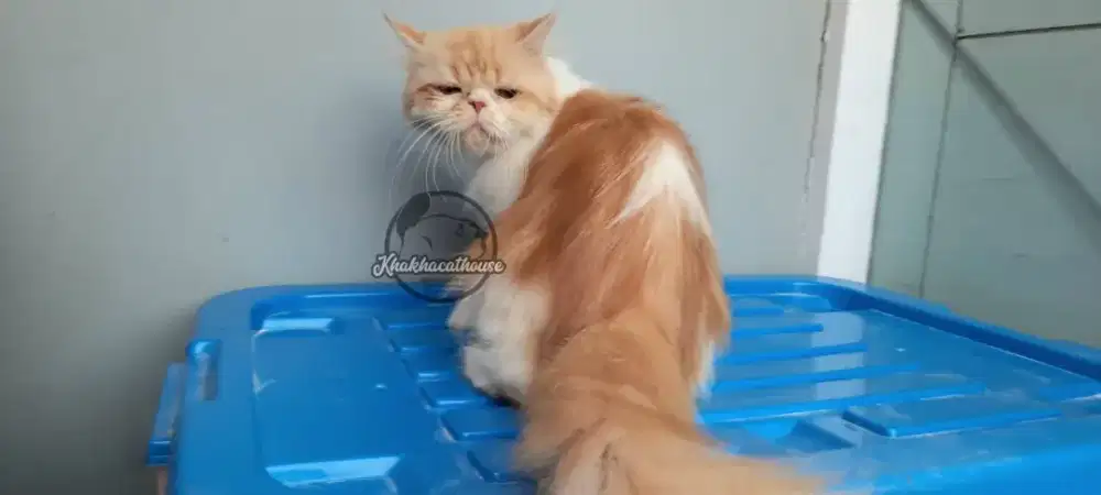 Peaknose proven pintar rawat anak