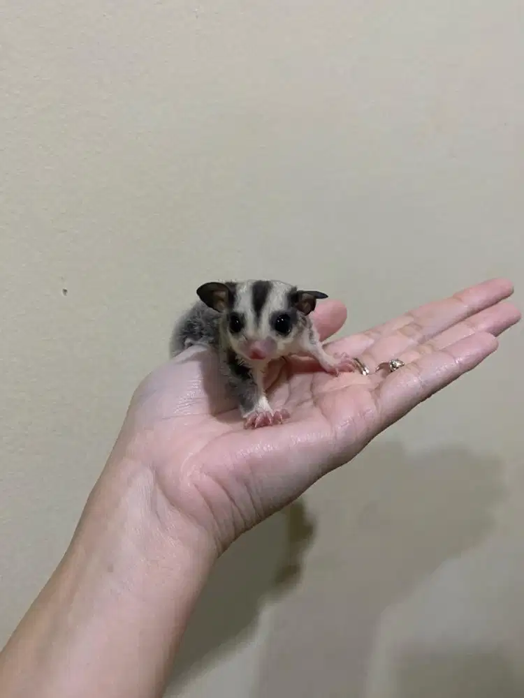 sugar glider mozaic betina
