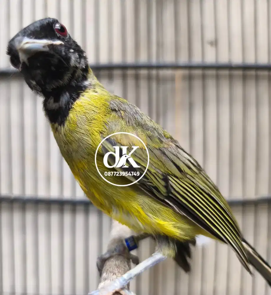 Samyong lepas trotol