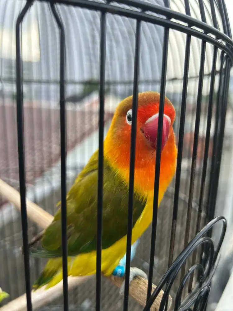 Lovebird euwing green