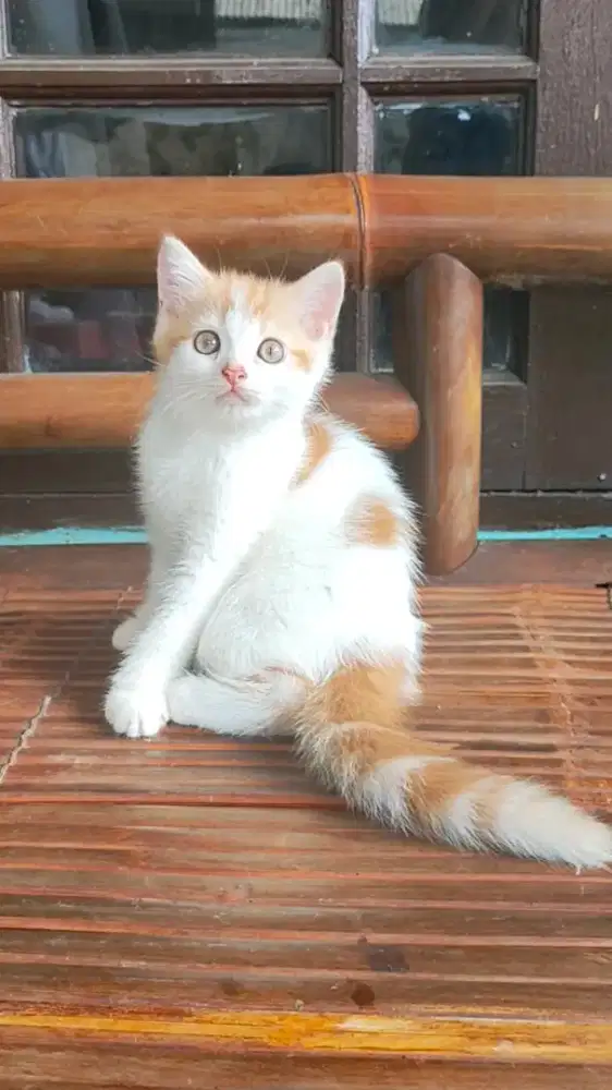 Lepas Adopt Ns betina