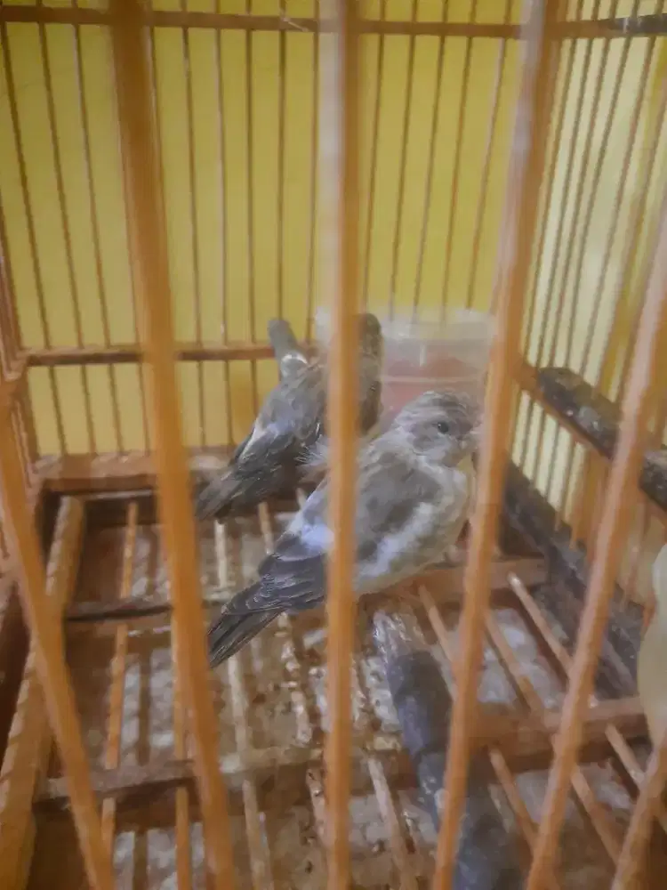 Burung sanger jantan