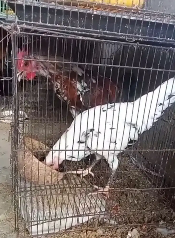 Ayam ketawa sepasang induk muda