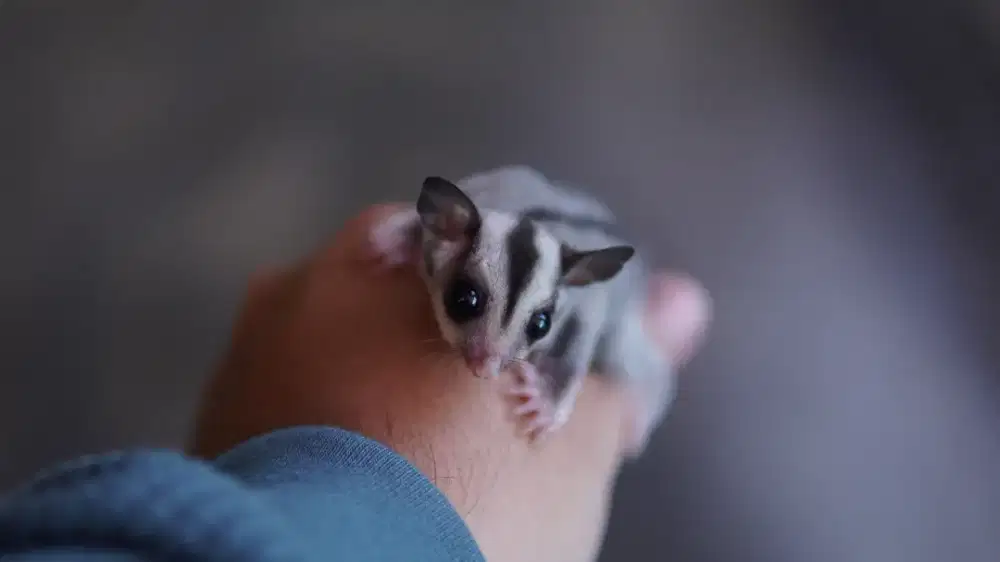 sugar glider classic grey