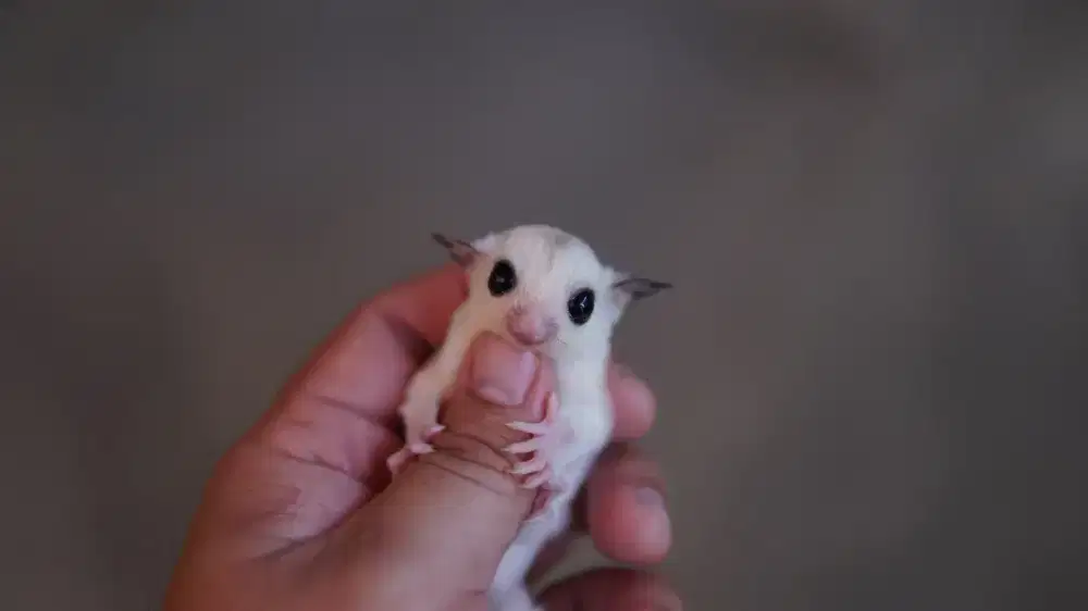 sugar glider platinum mosaic