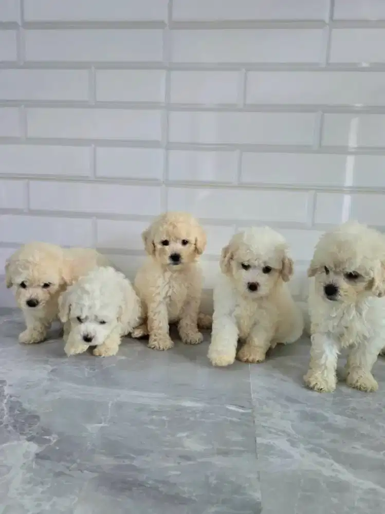 Poodle jantan dan betina