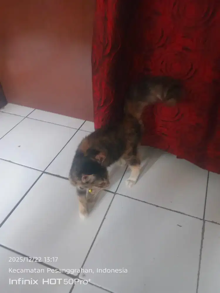 kucing persiaa mix mainee coon