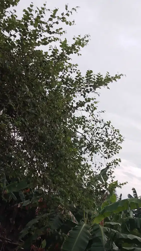 Cari pekerjaan no php