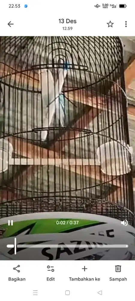 Jual burung Lovebird blue series