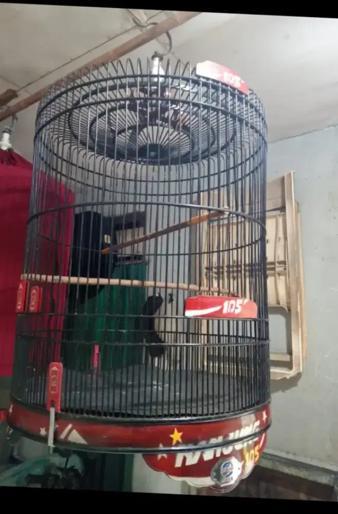 Kandang muray ebod msh cakep