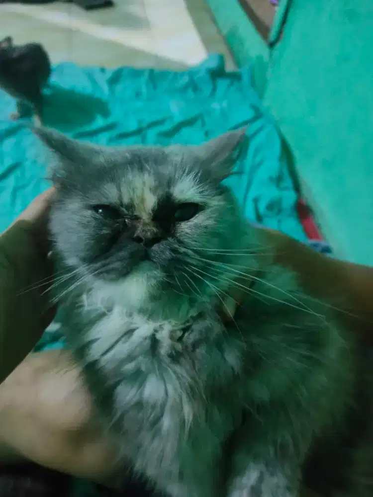 Kucing pesek longhair