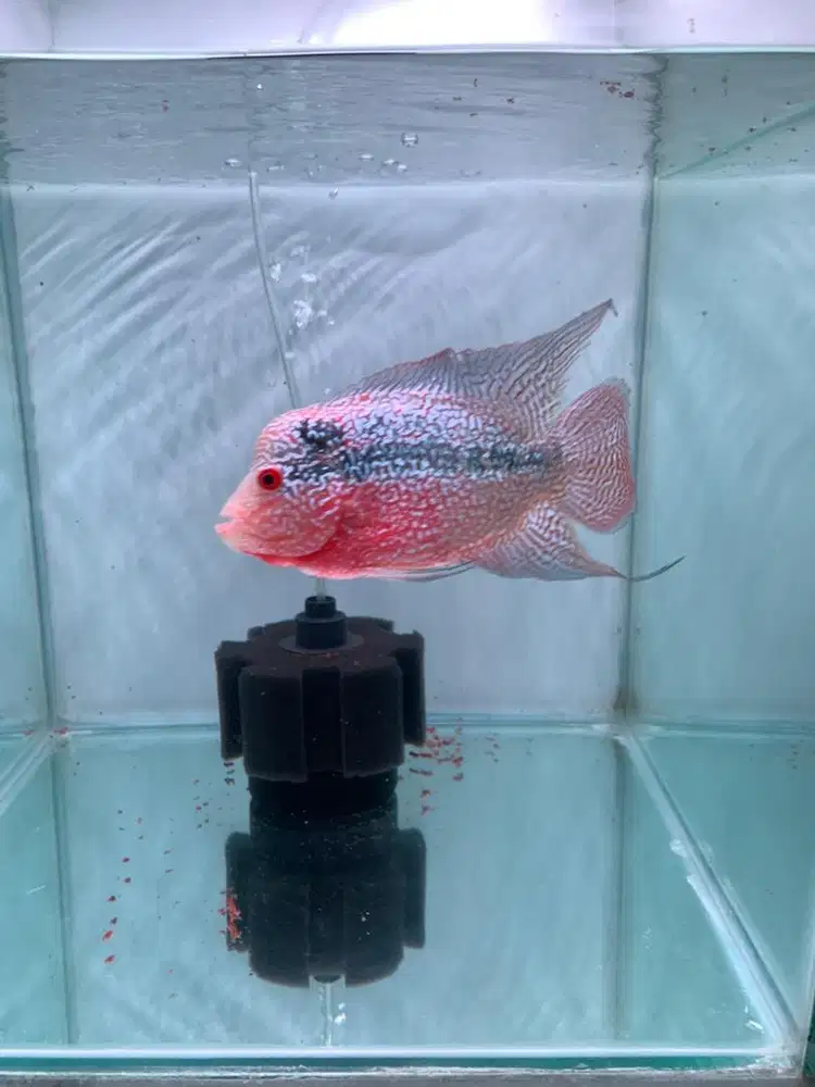 Louhan cencu warna merah mutiara shining