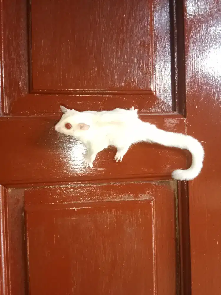 Sugar glider cremino mozaik