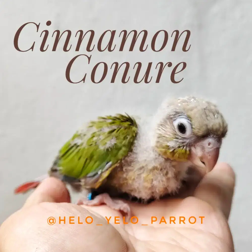 Baby Cinnamon Conure