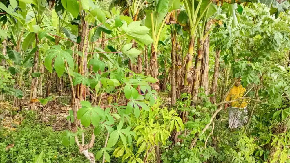 Jual Cepat Tanah Kebun Murah Milik Pribadi Kedungrandu Patikraja