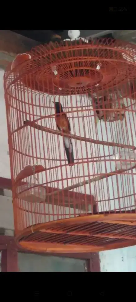 Borongin aja tuh mumer fulset smua