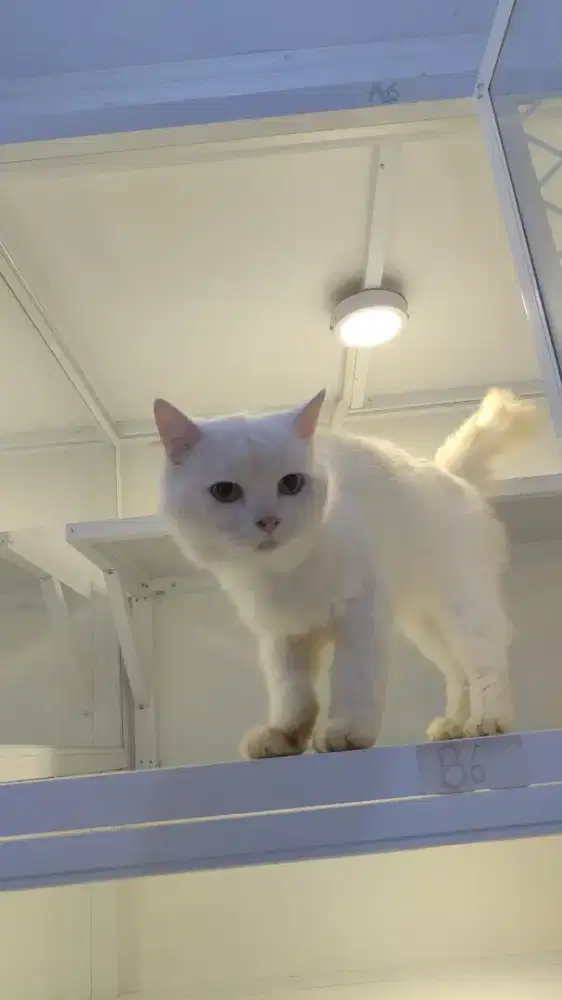 Kucing persia jantan putih