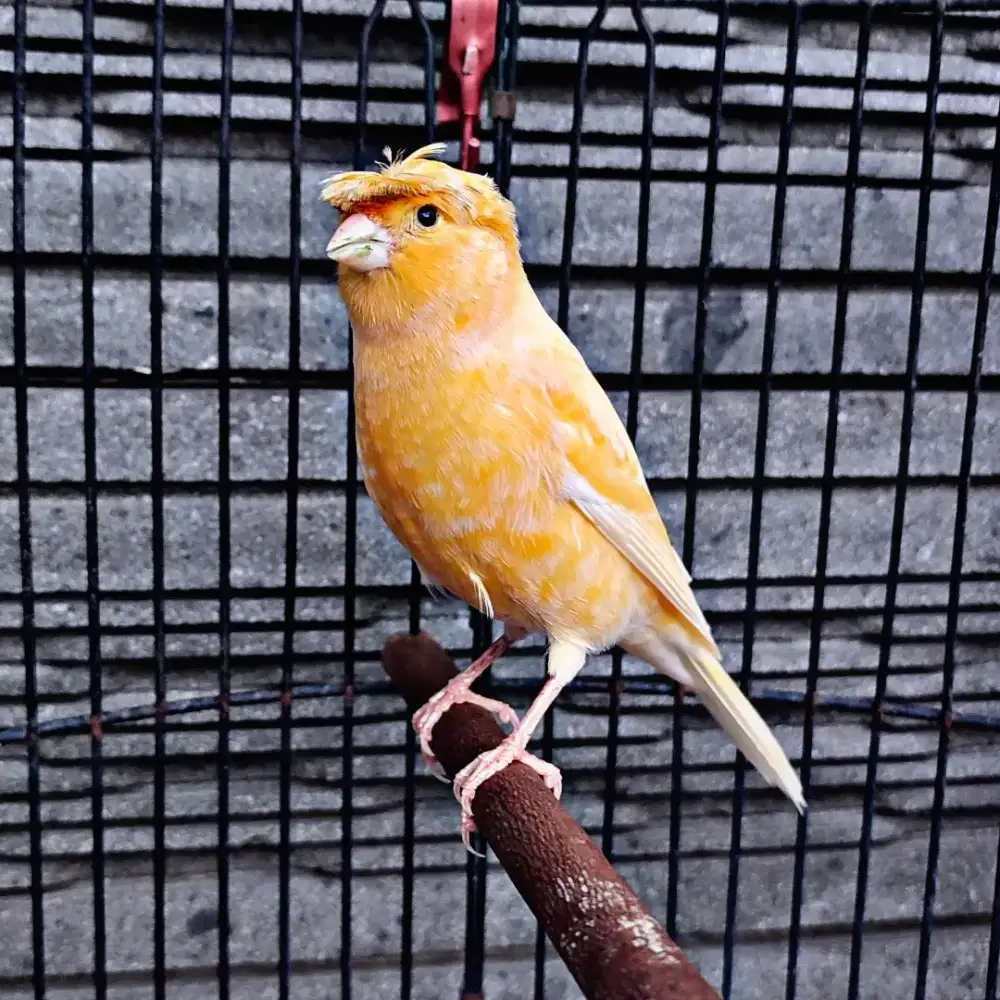 Kenari AF Jambul/Gloster Sunkist - Jantan Gacor