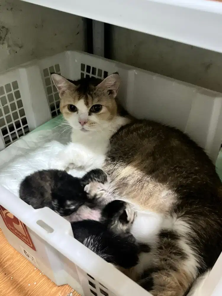 Munckhin bsh gendong anak 3