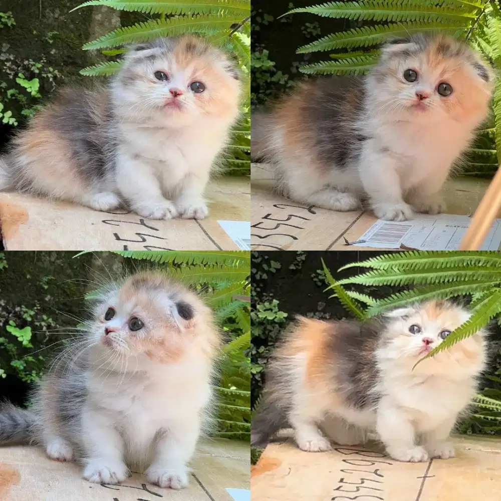 Kucing Munchkin gaelic fold betina