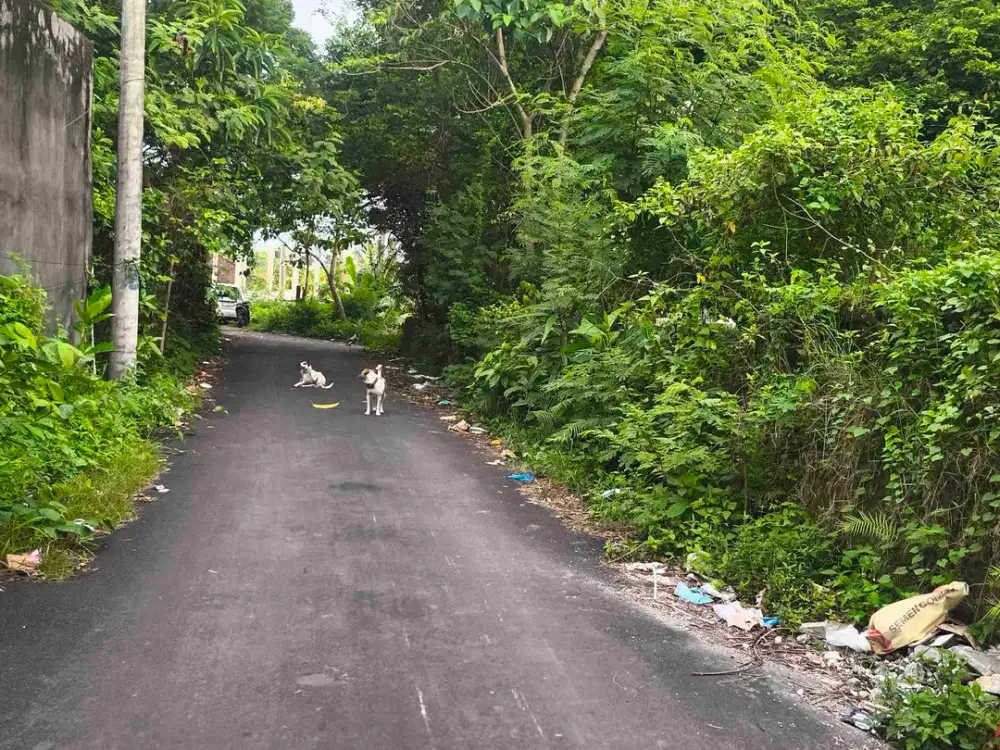 dijual tanah 1,60  are harga 850 juta per are dekat Nirmala Pecatu