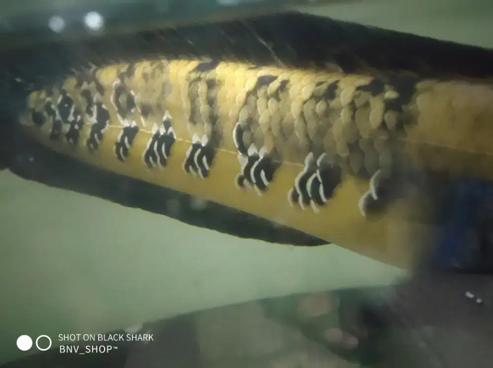 Channa Orange Riau size 55cm