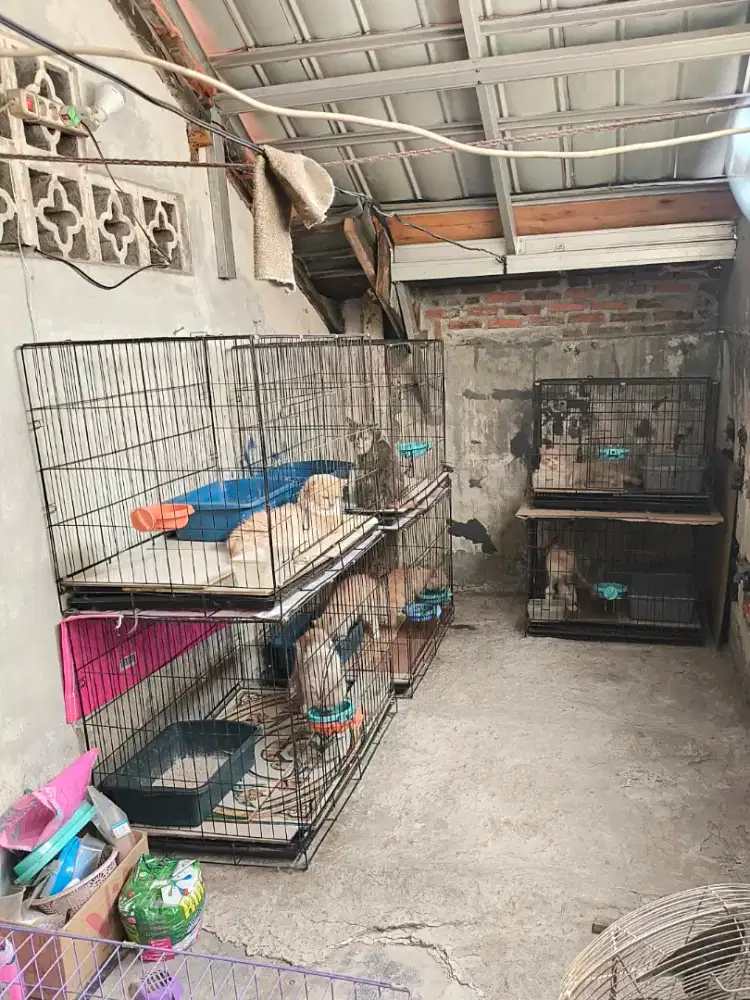 Kucing Persia Longhair