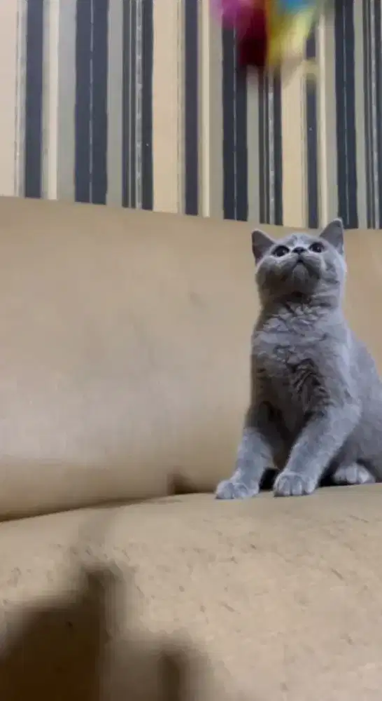 Kitten British Shorthair