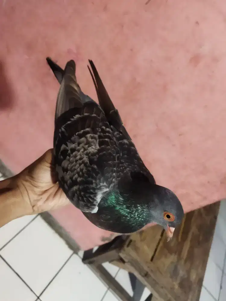 Janda di tinggal laki