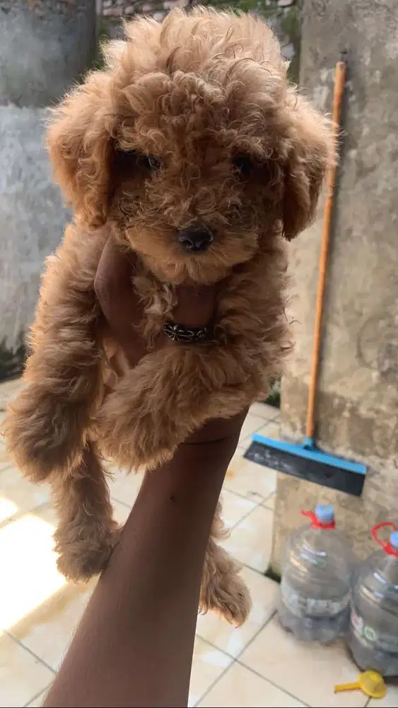 Poodle Betina non stambum