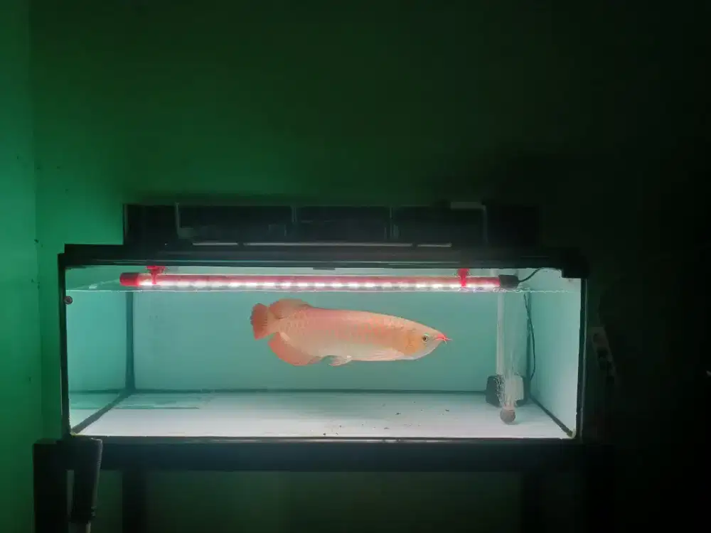 Ikan arwana super red