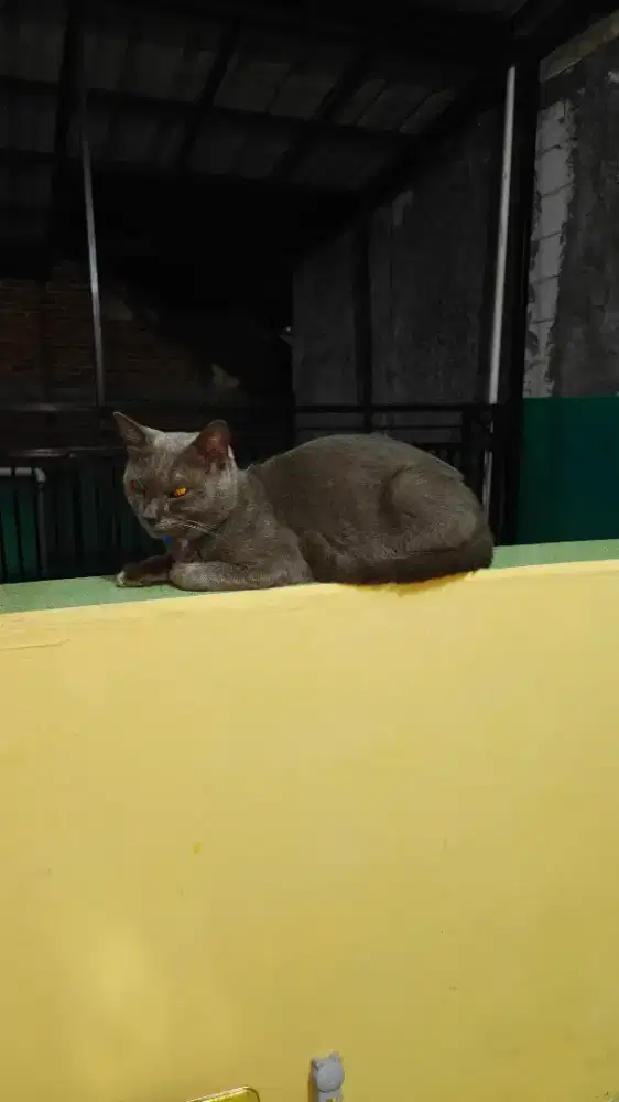 Kucing BSH Russian Blue jantan