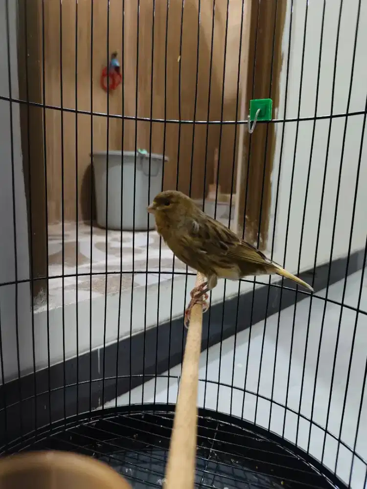 Kenari betina siapan