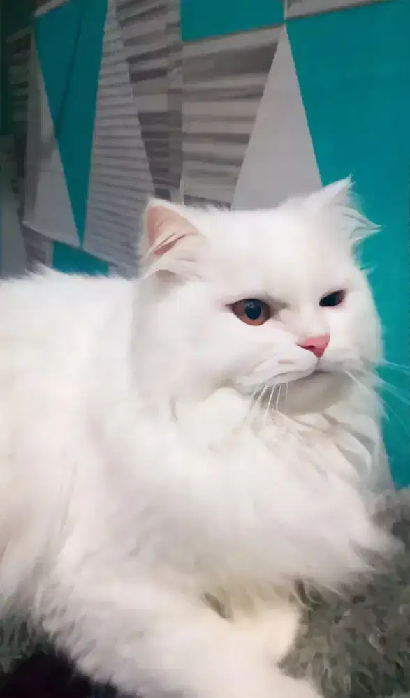 Open Adopsi Kucing Persia Betina Putih