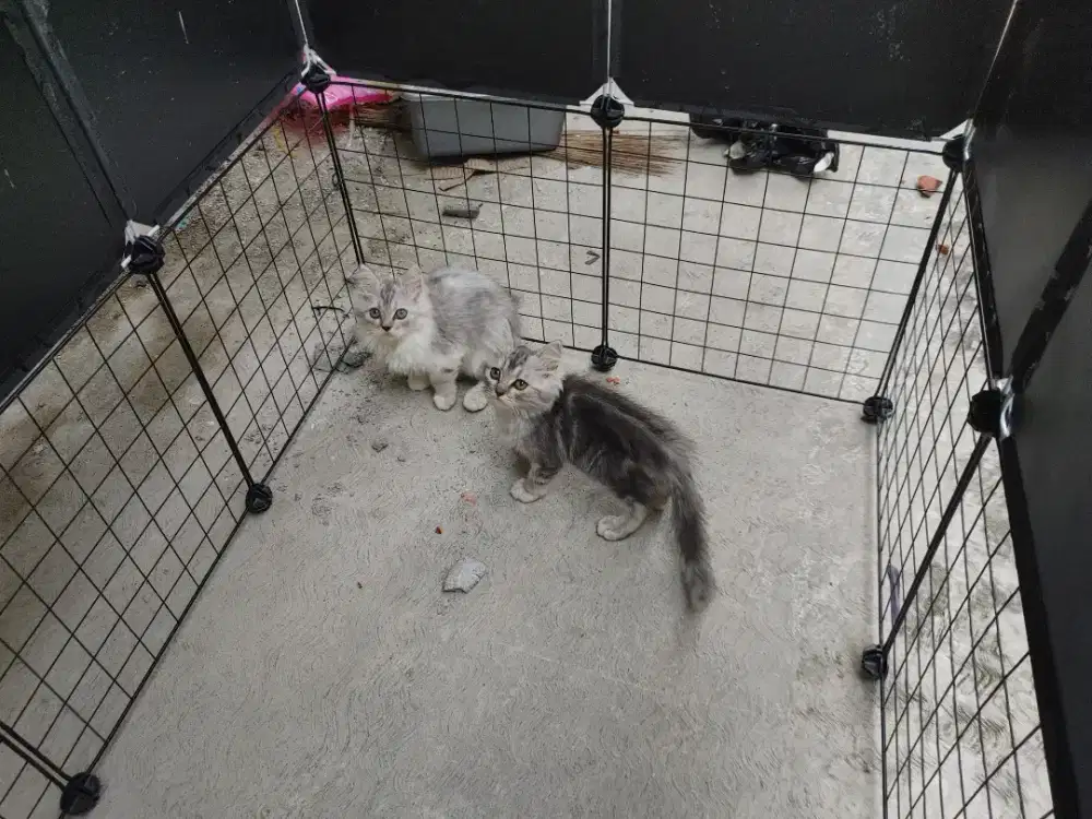 Kucing kitten persia mix norwegian / anggora / himalaya / peaknose