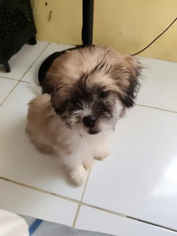 Mix shitzu jangan 4bulan