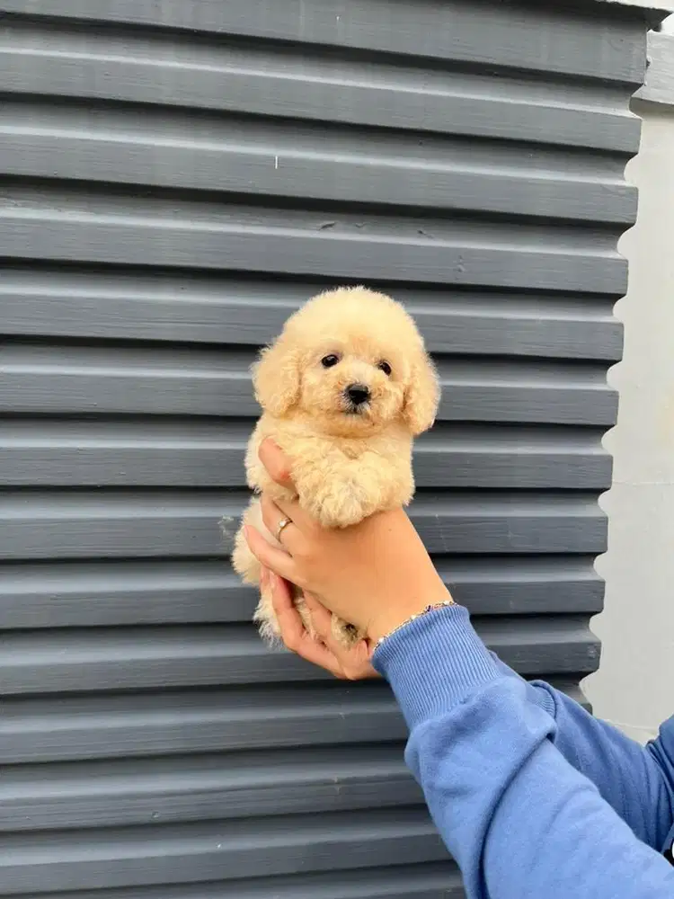 Poodle light apricot female