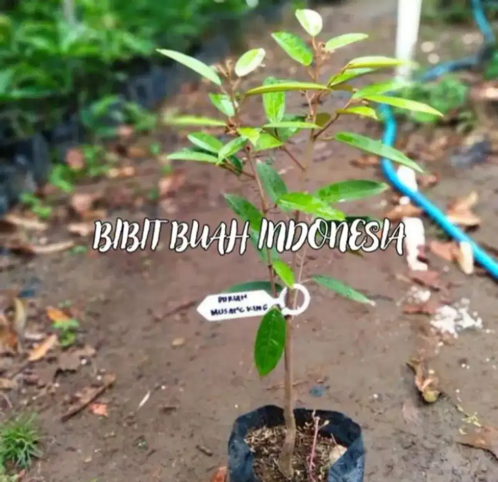 Bibit Buah Durian Mu sangking Originalnya Asli Siap Antar