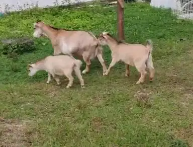 sepasang bakalan kambing kerdil pygmi 6 bulanan TB 30cm siap kawin top