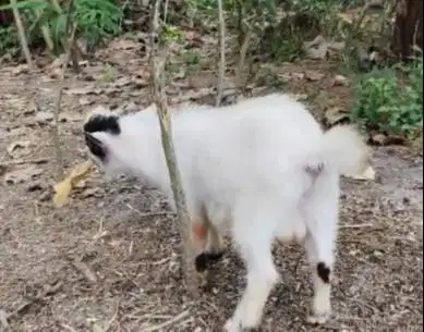 sepasang bakalan kambing mini pygmi asli ori 6 bln TB 30 cm exotik top