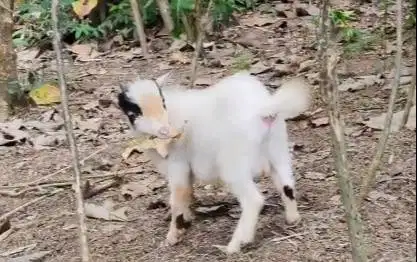 sepasang bakalan kambing mini pygmi asli 6 bln TB 30cm exotik unik top