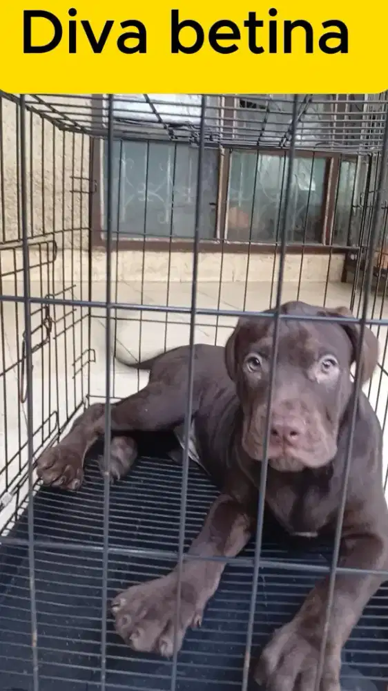 Pitbull Merle Carrier