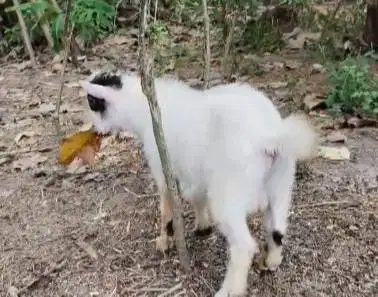 sepasang bakalan kambing mini pygmi 6 bln TB 30cm asli pendek exotik