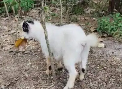 sepasang bakalan kambing mini pygmi TB 30cm 6 bulanan exotik unik puas