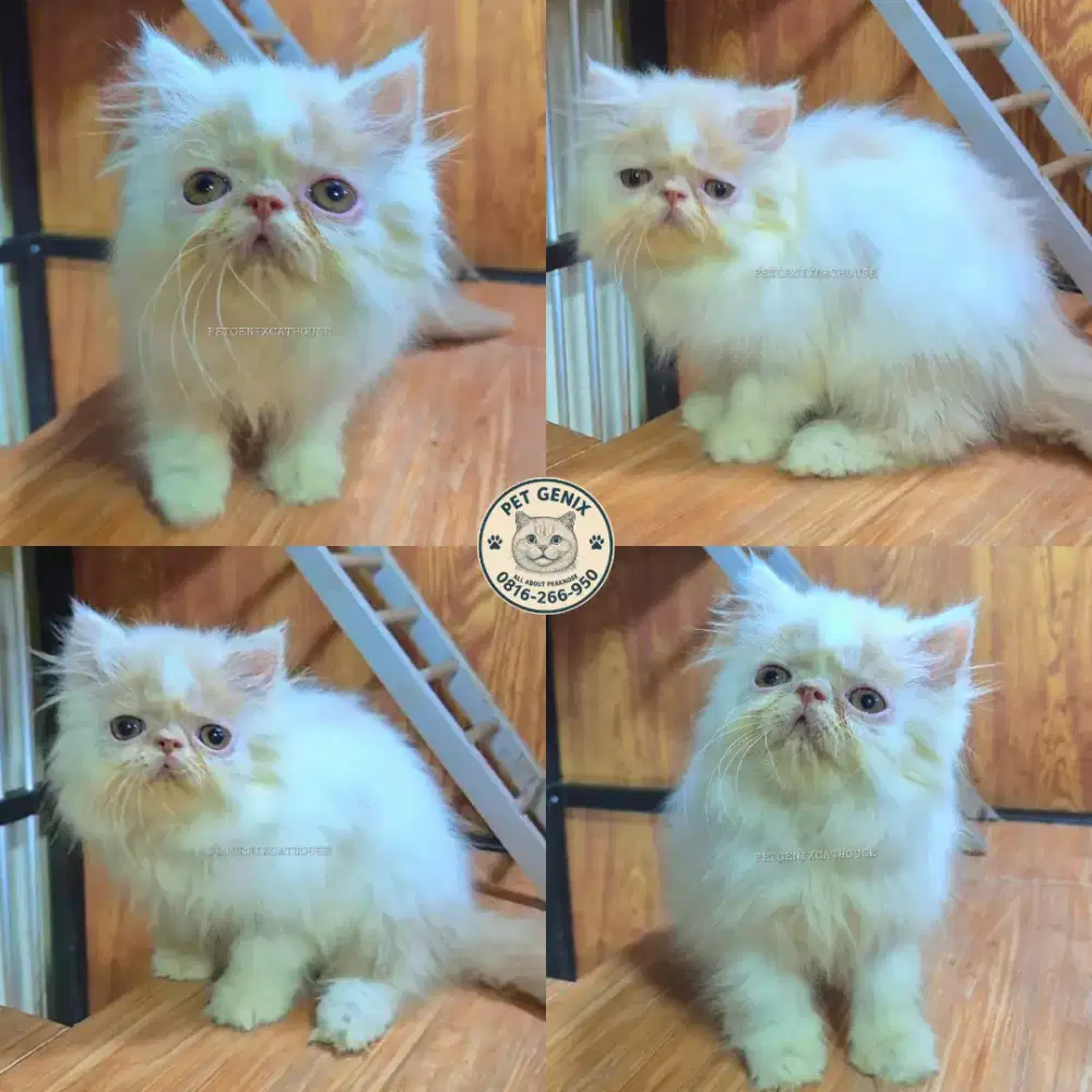 Kucing Persia Peaknose Extreme Jantan