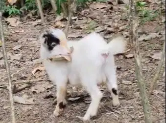 sepasang bakalan kambing mini pygmi 6 bln TB 30cm exotik unik rawatan