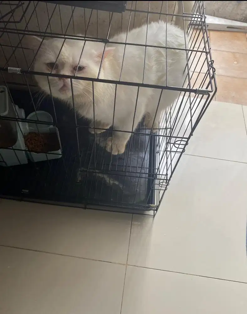 Kucing BSH White Solid